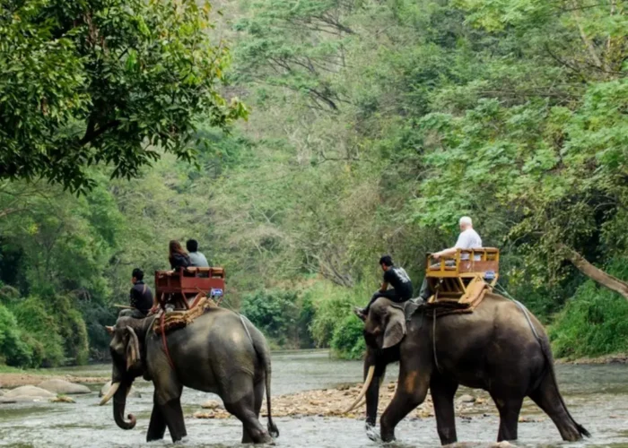 Dooars Wildlife and Nature Package with elephant safari, forest river, green jungle and scenic North Bengal wildlife