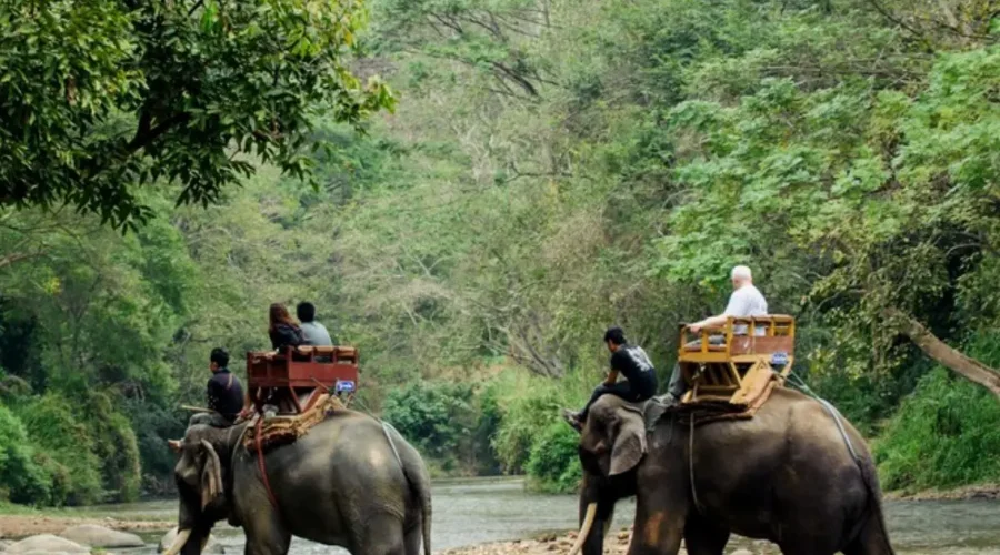 Dooars Wildlife and Nature Package with elephant safari, forest river, green jungle and scenic North Bengal wildlife