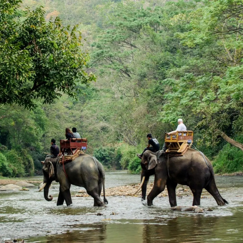 Dooars Wildlife and Nature Package with elephant safari, forest river, green jungle and scenic North Bengal wildlife