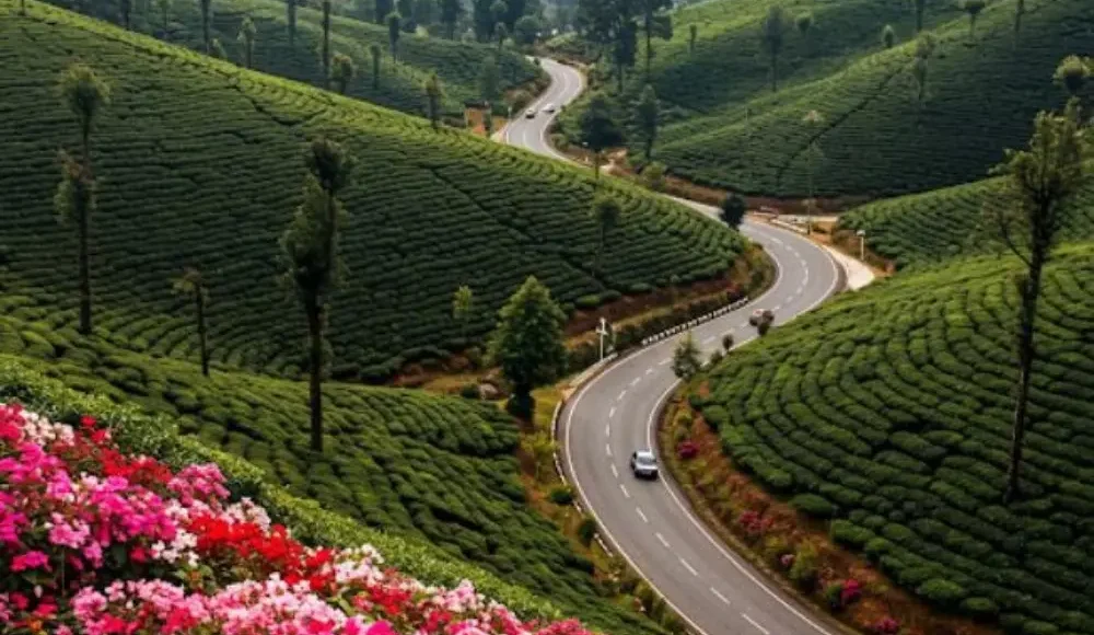 Grand Tamil Nadu Explorer tour image featuring lush tea gardens, winding hill road, green valleys and scenic South India landscape
