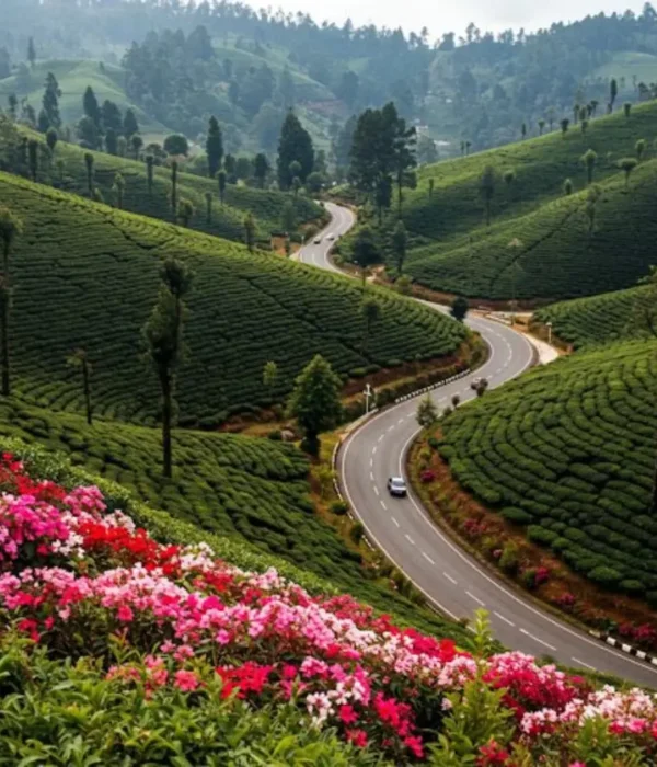 Grand Tamil Nadu Explorer tour image featuring lush tea gardens, winding hill road, green valleys and scenic South India landscape