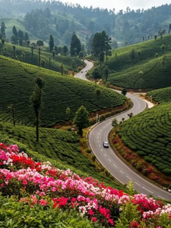 Grand Tamil Nadu Explorer tour image featuring lush tea gardens, winding hill road, green valleys and scenic South India landscape