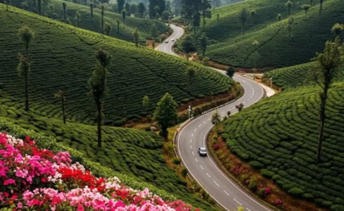 Grand Tamil Nadu Explorer tour image featuring lush tea gardens, winding hill road, green valleys and scenic South India landscape