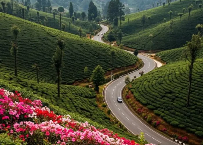 Grand Tamil Nadu Explorer tour image featuring lush tea gardens, winding hill road, green valleys and scenic South India landscape