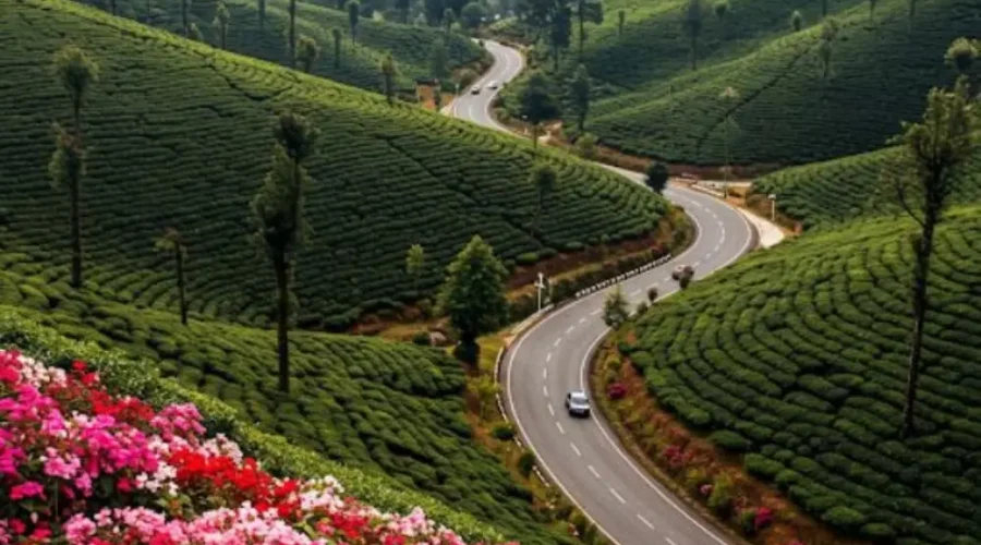 Grand Tamil Nadu Explorer tour image featuring lush tea gardens, winding hill road, green valleys and scenic South India landscape