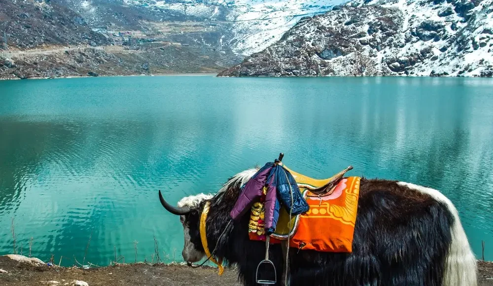 Sikkim Grand Tour with Darjeeling featuring yak by alpine lake, snow-covered mountains and scenic Himalayan landscape