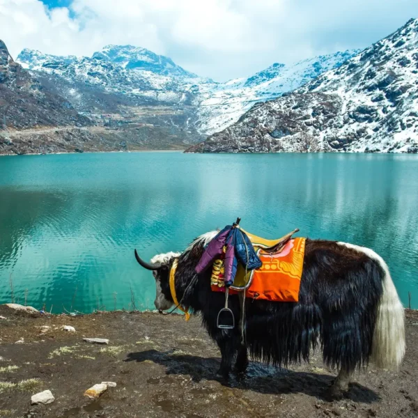 Sikkim Grand Tour with Darjeeling featuring yak by alpine lake, snow-covered mountains and scenic Himalayan landscape