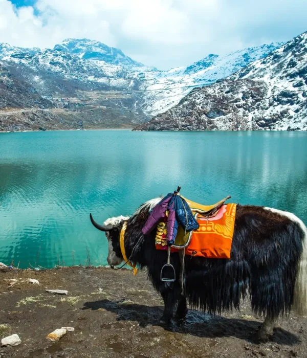 Sikkim Grand Tour with Darjeeling featuring yak by alpine lake, snow-covered mountains and scenic Himalayan landscape