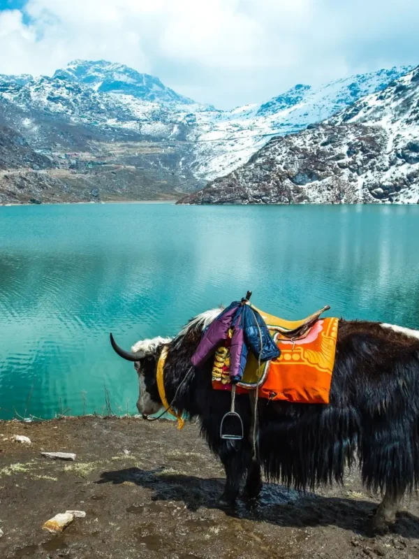 Sikkim Grand Tour with Darjeeling featuring yak by alpine lake, snow-covered mountains and scenic Himalayan landscape
