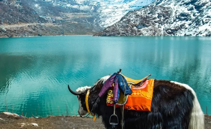 Sikkim Grand Tour with Darjeeling featuring yak by alpine lake, snow-covered mountains and scenic Himalayan landscape
