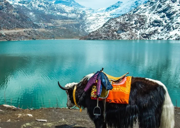 Sikkim Grand Tour with Darjeeling featuring yak by alpine lake, snow-covered mountains and scenic Himalayan landscape