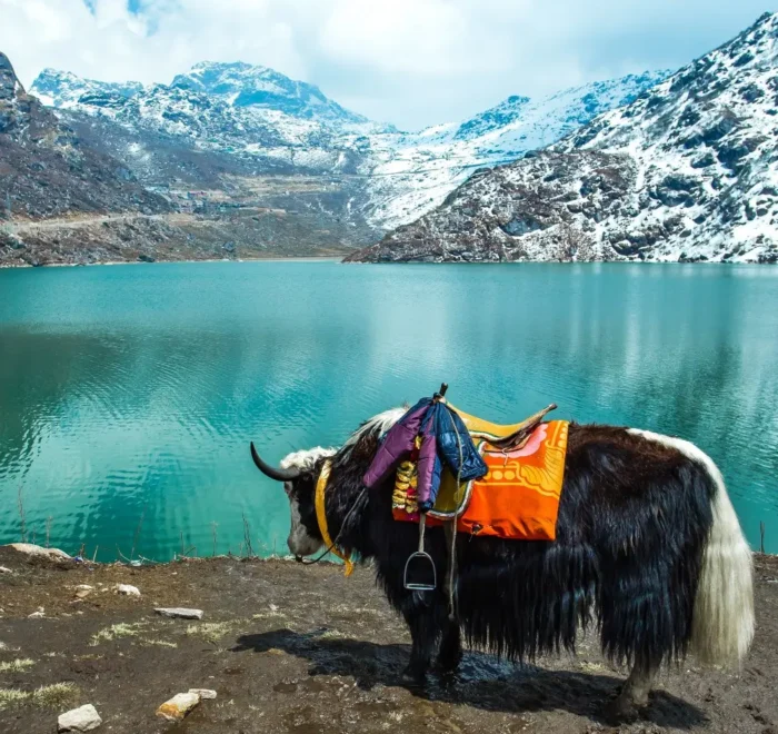 Sikkim Grand Tour with Darjeeling featuring yak by alpine lake, snow-covered mountains and scenic Himalayan landscape