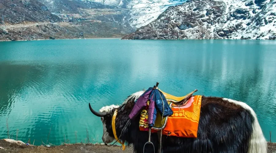 Sikkim Grand Tour with Darjeeling featuring yak by alpine lake, snow-covered mountains and scenic Himalayan landscape