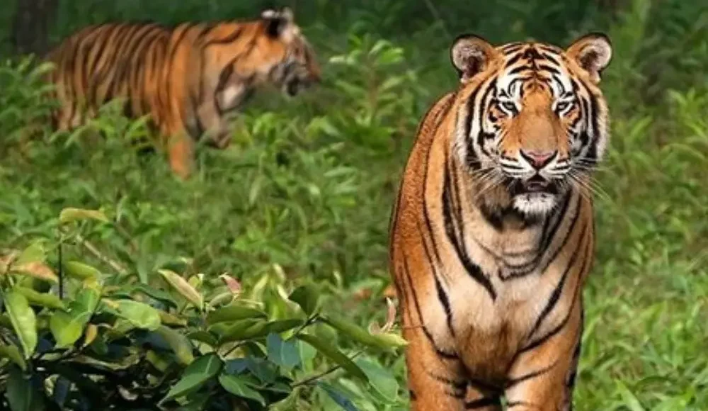 Sundarbans Wildlife Package with Bengal tigers in dense forest and rich wildlife scenery in West Bengal