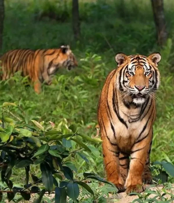 Sundarbans Wildlife Package with Bengal tigers in dense forest and rich wildlife scenery in West Bengal