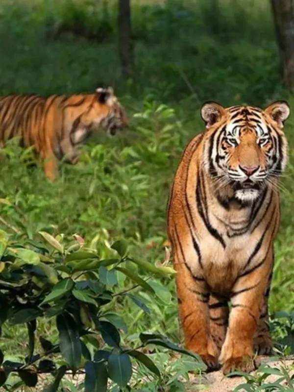Sundarbans Wildlife Package with Bengal tigers in dense forest and rich wildlife scenery in West Bengal