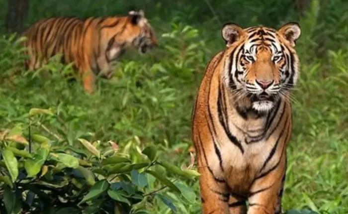 Sundarbans Wildlife Package with Bengal tigers in dense forest and rich wildlife scenery in West Bengal