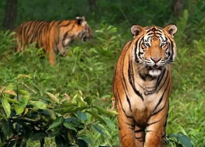 Sundarbans Wildlife Package with Bengal tigers in dense forest and rich wildlife scenery in West Bengal