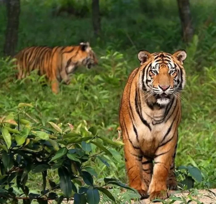 Sundarbans Wildlife Package with Bengal tigers in dense forest and rich wildlife scenery in West Bengal