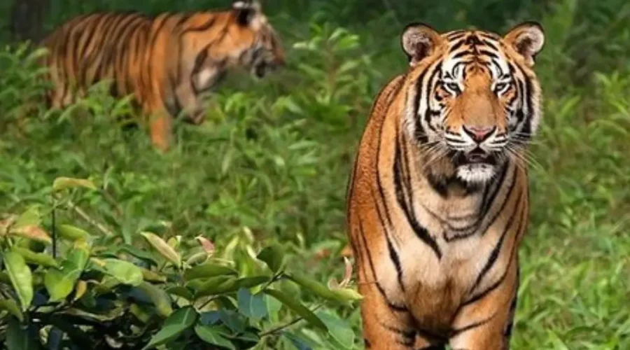 Sundarbans Wildlife Package with Bengal tigers in dense forest and rich wildlife scenery in West Bengal