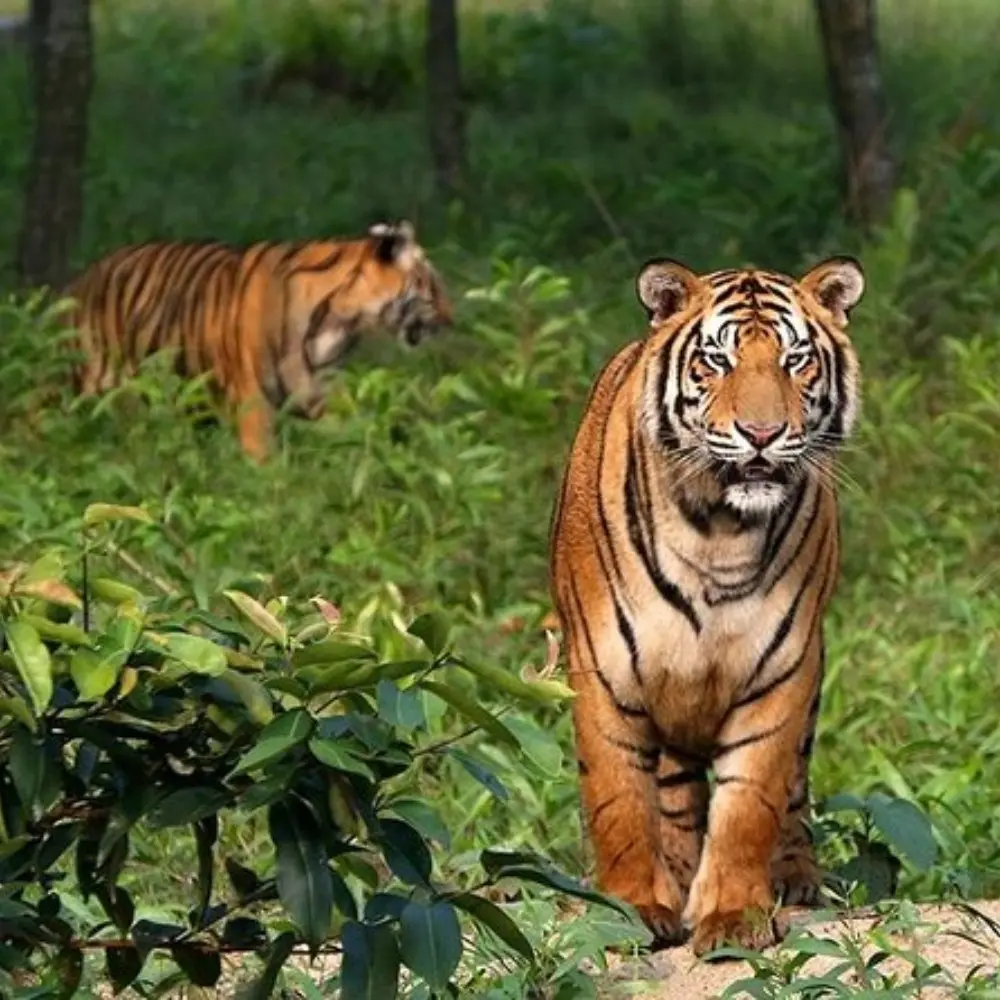 Sundarbans Wildlife Package with Bengal tigers in dense forest and rich wildlife scenery in West Bengal